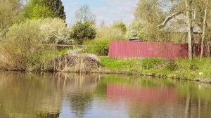 VID_20250507_082600.6 мая ,деревенский пруд.Карась не клевал ,слушали соловья.