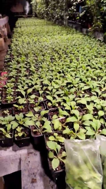 Как посеять 10 семян, в получить 1000 кустов. Больше инфор смотреть онлайн