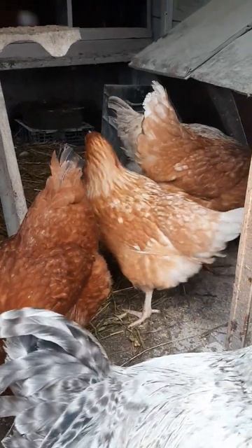 Хорошо быть вместе! #курынесушки #chick #куры #молодняк #п? смотреть онлайн