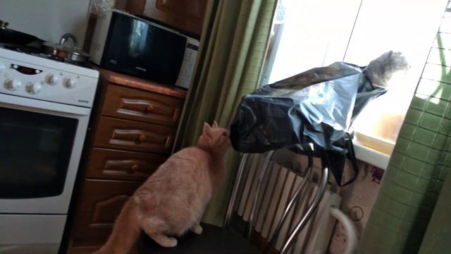 Перепуганные коты