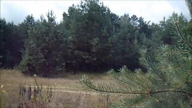 Коптим окуня.Рыба горячего копчения. смотреть онлайн