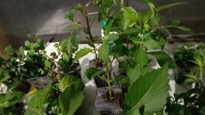 Посылка от Натальи канал 6 соток на Урале.