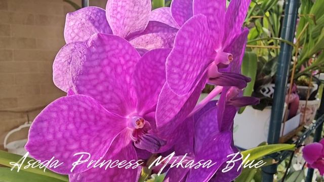 8В. Фестиваль цветущих орхидей Ванд.Vandа Orchid Blossom Festival. смотреть онлайн