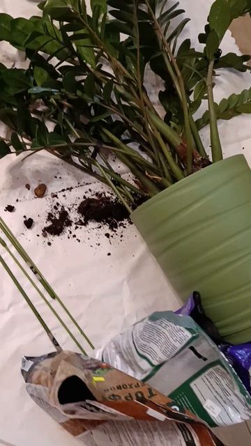 Пересадка цветов) смотреть онлайн