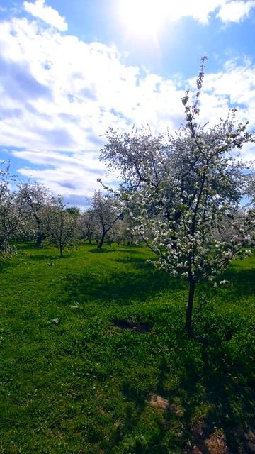 Сады Коломенского в цветении | Москва #бег #спорт #коломенское #весна #ЗОЖ