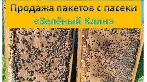 Продажа пчелопакетов с пасеки Зелёный Клин. 2025 год.