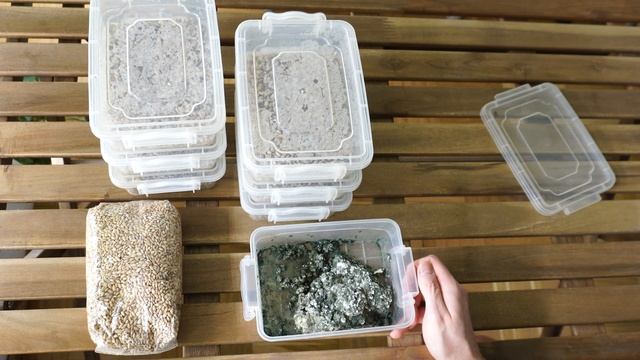 #54. Выращивание триходермы Trichoderma harzianum на перловой кру смотреть онлайн