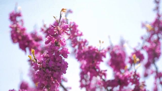 ЛЮБОВЬ ПОД ЗАБОРОМ СОСЕДА, ДАЧНАЯ ИСТОРИЯ. Интересные смотреть онлайн