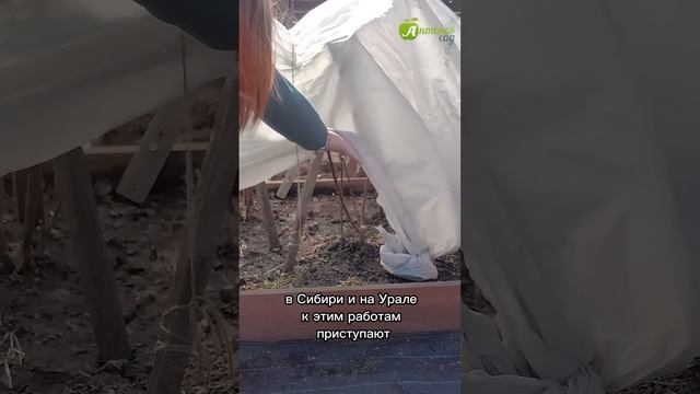 Когда открывать розы? #антоновсад #розы #уходзарозами смотреть онлайн