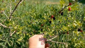 Шелковица из семян - что за деревья выросли из семян/Са