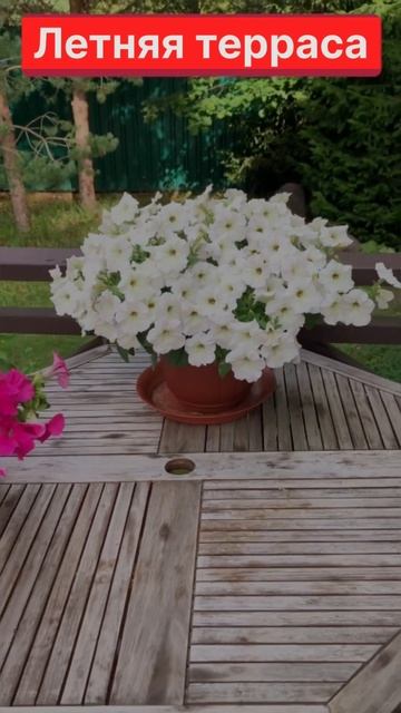 Обустраиваю террасу заново #shots #терраса смотреть онлайн