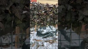 Лайфхак как увеличить высоту забора☝️#сад #хвойні #ла