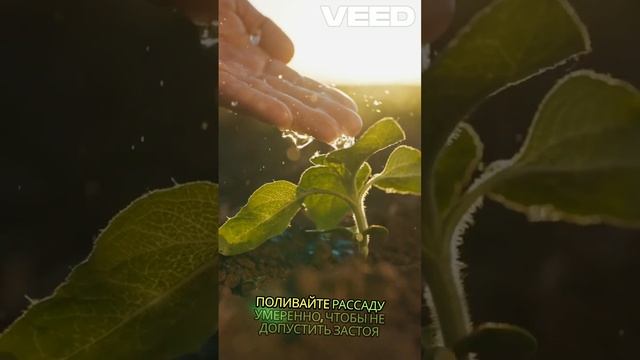 🌱 Секреты крепкой рассады перца: советы для успешног? смотреть онлайн