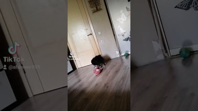 маленький шпиц охраняет)))) смотреть онлайн