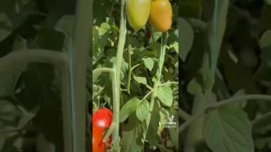 Помидор Колибри