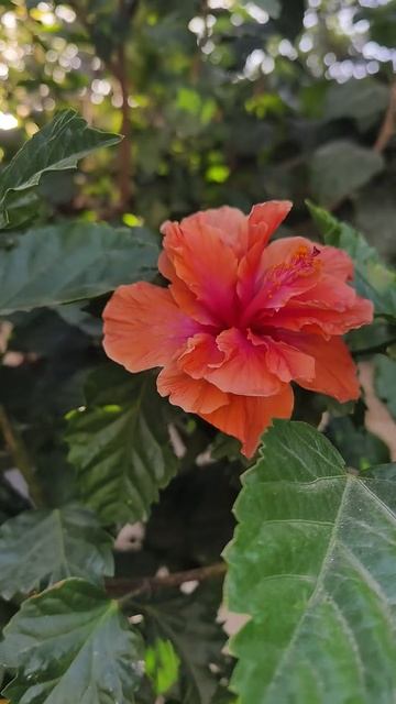 Что это цветет? Гибискус. #flowers #цветы #israel #garden #nature