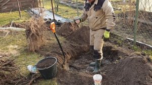 Пересадка взрослого плодового дерева