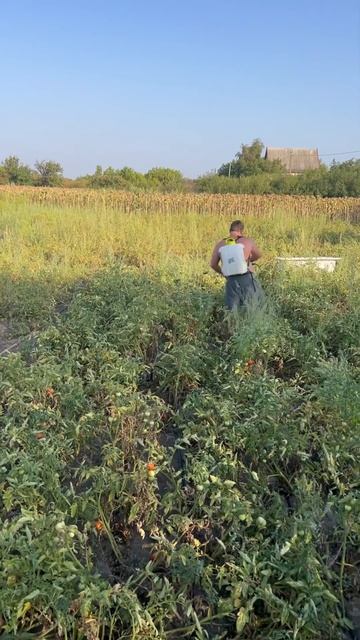 #опрыскивание #помидор #помидоры #помидорка #томаты #ог смотреть онлайн