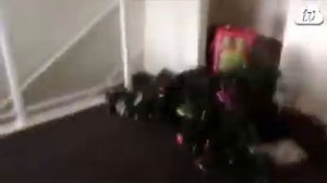 Приколы  коты  ВАЛЯТ ЁЛКИ