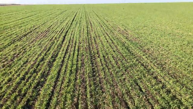 Подкормка оз. ячменя 30.03.19 смотреть онлайн