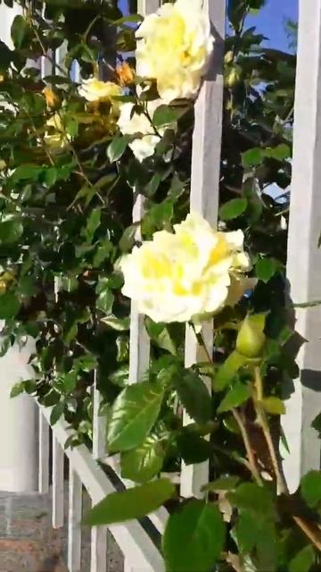 АНАПА.РОЗЫ.ЗОЛОТОЙ ПЛЯЖ.АКВАПАРК смотреть онлайн