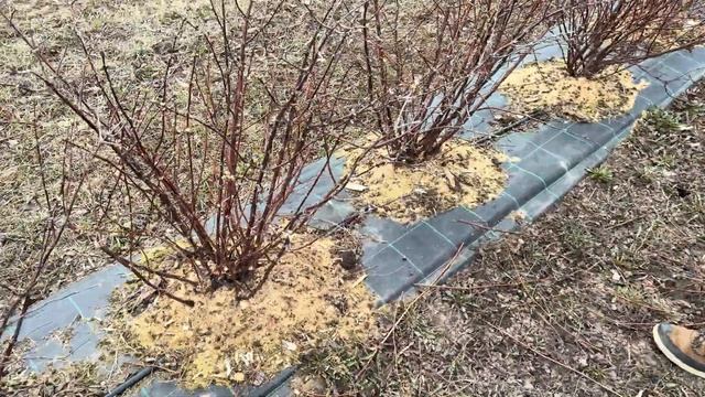 Обрезка жимолости весной