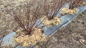 Обрезка жимолости весной