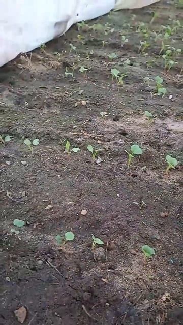 Редиска в минус на улице..#дача #дачник #садовод #растен смотреть онлайн