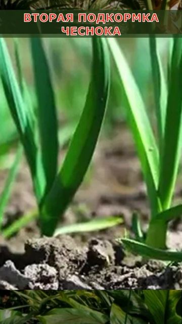 ВТОРАЯ ПОДКОРМКА ЧЕСНОКА, для крупных головок#Shorts смотреть онлайн