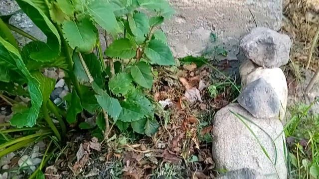 Секреты природы