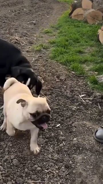 Босяка ревнует #garden #gardenlife #огород #дача #shorts смотреть онлайн