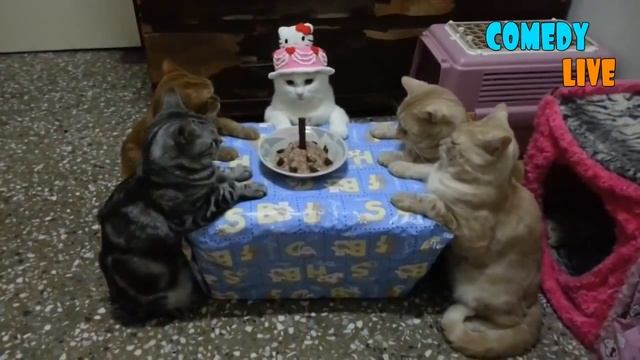 хапи смотреть онлайн