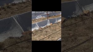 Посадка винограда. Расстояние между кустами и рядами #