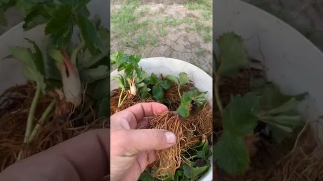 Высаживаем рассаду клубники сорт Азия смотреть онлайн