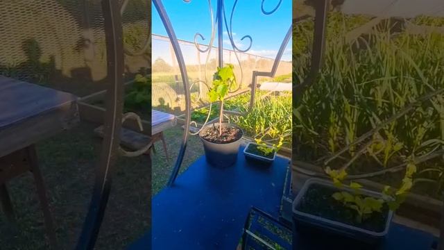 Отрада моих глаз-цветы #дача #огород #петунья #виногра? смотреть онлайн