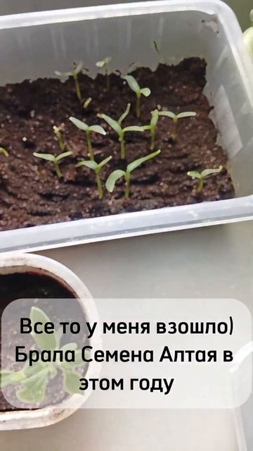 Рассада. В этом году закупила семена "Семена Альая смотреть онлайн