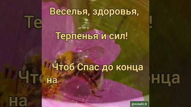 Медовый Спас! 14 августа. С праздником!#праздник #медовыйспас#shorts