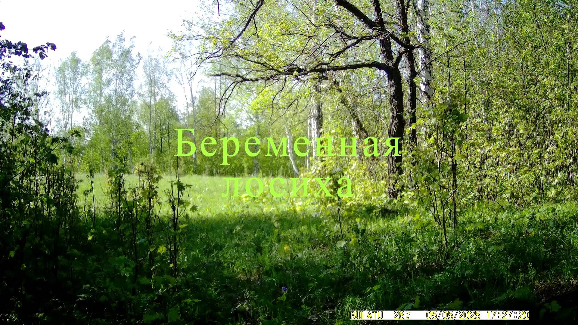 Беременная лосиха