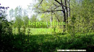 Беременная лосиха