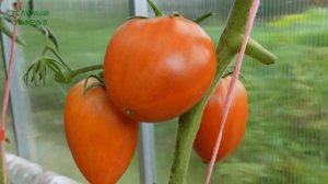 Томат СУРОВАЯ ДЫНЯ НЕМЦЕВ ПОВОЛЖЬЯ. Обзор сортов ТОМА?