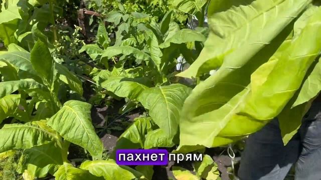 Как вырастить табак в домашних условиях на приусадебн смотреть онлайн