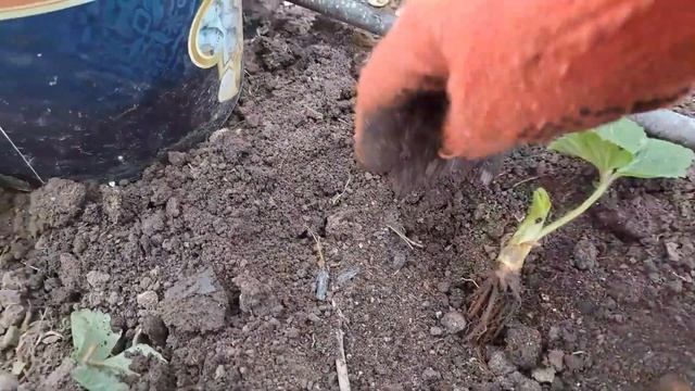 Посадка клубники "Гигантелла Макси" интернет Рosadka. смотреть онлайн