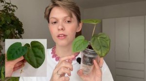 Эксперимент Часть 2: антуриумы на фитильном поливе бол