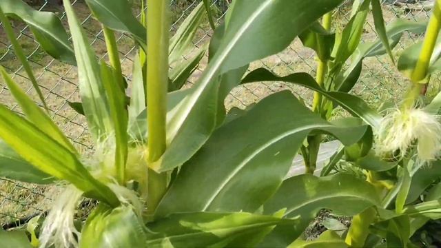 От посева до урожая.Кукуруза. смотреть онлайн