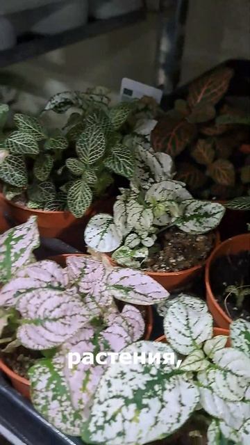 Как выбрать растения в магазине? И на что обращать вни?