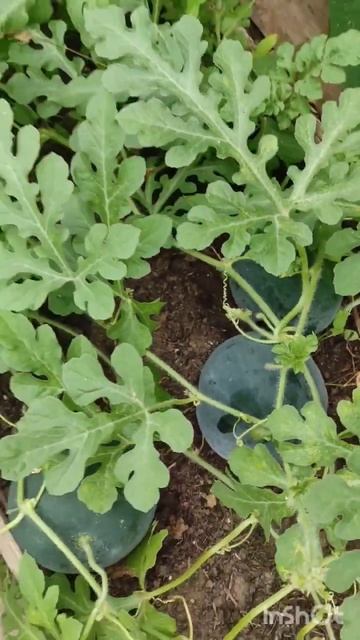 Свой арбуз 🍉 с теплицы..Сочный, сладкий #теплицаурожа? смотреть онлайн