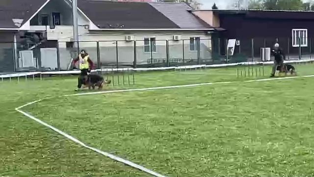 РАБОЧИЙ КОБЕЛИ / КЧК СМОЛЕНСК 1 мая`25 Е.Силаева Моно немецких овчарок