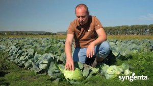 Капуста Тореадор, Кататор. Середньостиглі гібриди для