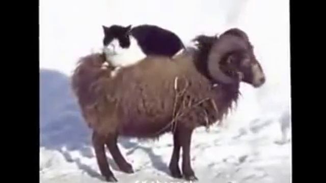 Прикольное видео 2013! Очень смешно!18 смотреть онлайн