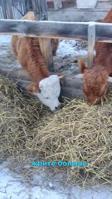 жизнь в деревне #деревня #жизнь_в_деревне #зима#мороз#к? смотреть онлайн